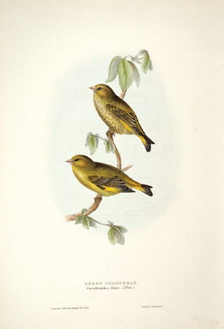 John and Elizabeth Gould. Green Grosbeak. [[bmid:2008254]]