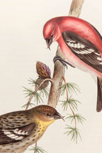 Load image into Gallery viewer, John and Elizabeth Gould. White-winged Crossbill. [[bmid:2008257a]]
