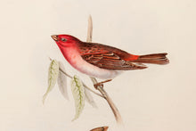 Load image into Gallery viewer, John and Elizabeth Gould. Scarlet Grosbeak. [[bmid:2008260a]]