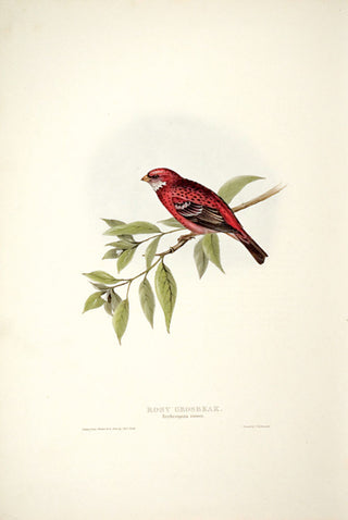 John and Elizabeth Gould. Rosy Grosbeak. [[bmid:2008261]]