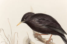 Load image into Gallery viewer, John and Elizabeth Gould. Sardinian Starling. [[bmid:2008265a]]