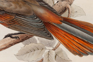 John and Elizabeth Gould. Siberian Jay. [[bmid:2008269a]]