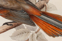 Load image into Gallery viewer, John and Elizabeth Gould. Siberian Jay. [[bmid:2008269a]]