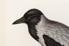 Load image into Gallery viewer, John and Elizabeth Gould. Hooded Crow. [[bmid:2008276a]]
