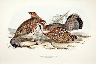 John and Elizabeth Gould. Hazel Grouse, or Gelinotte. [[bmid:2008305]]