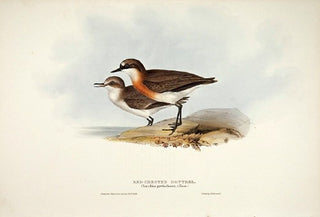 John and Elizabeth Gould. Red-chested Dotterel. [[bmid:2008353]]