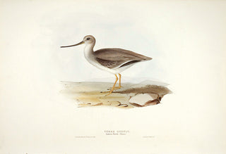 John and Elizabeth Gould. Terek Godwit. [[bmid:2008361]]