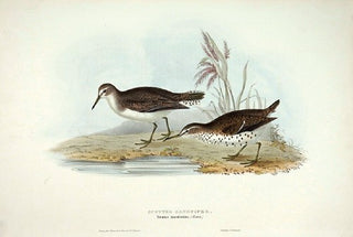 John and Elizabeth Gould. Spotted Sandpiper. [[bmid:2008371]]