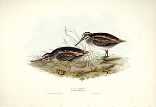 John and Elizabeth Gould. Jack Snipe. [[bmid:2008376]]