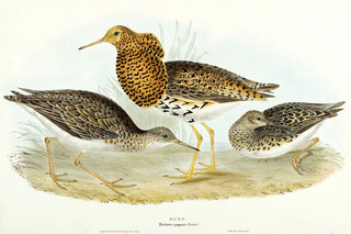 John and Elizabeth Gould. Ruff. [[bmid:2008379]]