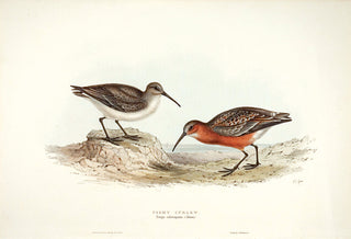John and Elizabeth Gould. Pygmy Curlew. [[bmid:2008382]]