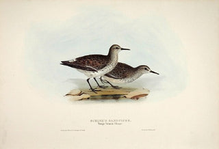 John and Elizabeth Gould. Schinz's Sandpiper. [[bmid:2008384]]