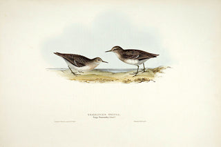 John and Elizabeth Gould. Temminck's Tringa. [[bmid:2008387]]