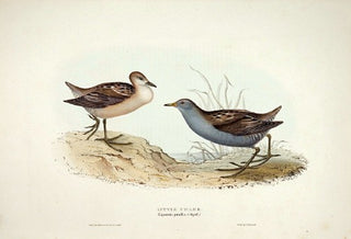 John and Elizabeth Gould. Little Crake. [[bmid:2008399]]