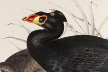 Load image into Gallery viewer, John and Elizabeth Gould. Surf Scoter. [[bmid:2008430a]]