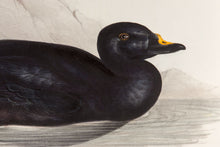 Load image into Gallery viewer, John and Elizabeth Gould. Black Scoter. [[bmid:2008432a]]