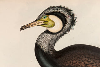 John and Elizabeth Gould. Common Cormorant. [[bmid:2008461a]]