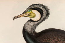 Load image into Gallery viewer, John and Elizabeth Gould. Common Cormorant. [[bmid:2008461a]]
