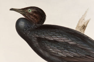John and Elizabeth Gould. Little Cormorant. [[bmid:2008463a]]