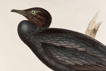 Load image into Gallery viewer, John and Elizabeth Gould. Little Cormorant. [[bmid:2008463a]]