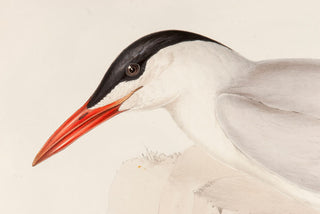 John and Elizabeth Gould. Caspian Tern. [[bmid:2008468a]]