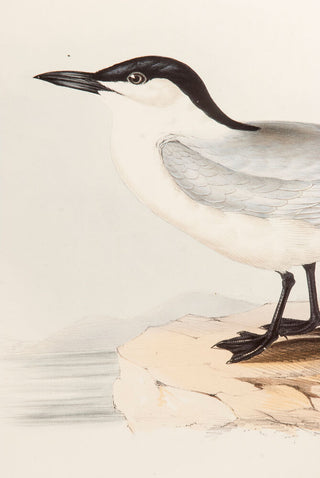 John and Elizabeth Gould. Gull-billed Tern. [[bmid:2008470a]]