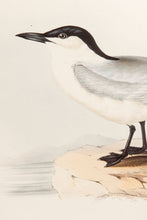 Load image into Gallery viewer, John and Elizabeth Gould. Gull-billed Tern. [[bmid:2008470a]]