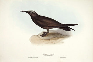 John and Elizabeth Gould Noddy Tern [[bmid:2008475]]