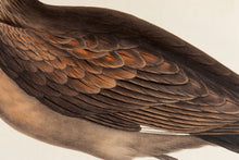 Load image into Gallery viewer, John and Elizabeth Gould. Skua Gull. [[bmid:2008493a]]