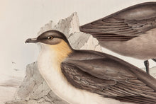 Load image into Gallery viewer, John and Elizabeth Gould. Richardson's Lestris. [[bmid:2008495a]]