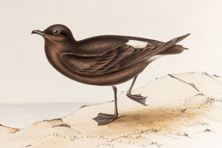 John and Elizabeth Gould. Fork-tailed Storm Petrel and Common Storm Petrel. [[bmid:2008501a]]