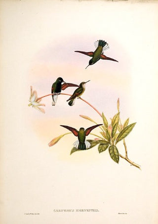 Hart after Gould. Black-bellied Humming-bird. [[bmid:2008978]]