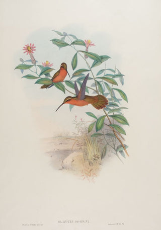 Richter after Gould Dohrn's Hermit