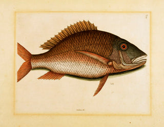 CATESBY, Mark. Pl T25, The Mutton Fish.
