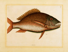 Load image into Gallery viewer, CATESBY, Mark. Pl T25, The Mutton Fish.