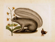 Load image into Gallery viewer, CATESBY, Mark. Pl T74 The Grey Fox-Squirrel.