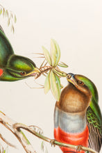 Load image into Gallery viewer, John and Elizabeth Gould Narina Trogon