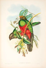 Load image into Gallery viewer, Richter after Gould Red-billed Train-bearer [Quezal]