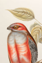 Load image into Gallery viewer, GOULD, John and Elizabeth. Hodgson's Trogon.