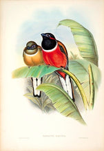 Load image into Gallery viewer, Richter after Gould Kasumba Trogon