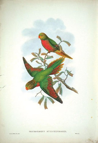 GOULD, John and W. HART. Van Musschenbroek's Lorikeet. [[bmid:2018012]]