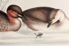 Load image into Gallery viewer, John and Elizabeth Gould. Little Grebe, or Dabchick. [[bmid:2018874a]]