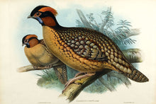 Load image into Gallery viewer, Richter after Gould. Dr Cabot's Horned Pheasant.