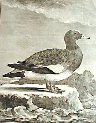 Le Buffon Le Canard siffleur - Widgeon