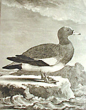 Load image into Gallery viewer, Le Buffon Le Canard siffleur - Widgeon