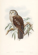 Load image into Gallery viewer, Hart del and lith Salvadori's Hawk-Owl