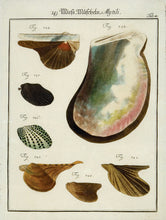 Load image into Gallery viewer, J.S. Leitner Sea-shells, pl.81