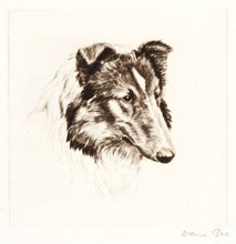 Load image into Gallery viewer, GEE, David. Collie