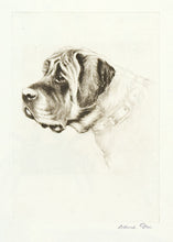 Load image into Gallery viewer, David Gee. Mastiff.