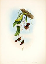 Load image into Gallery viewer, Richter after Gould Tufted Coquette